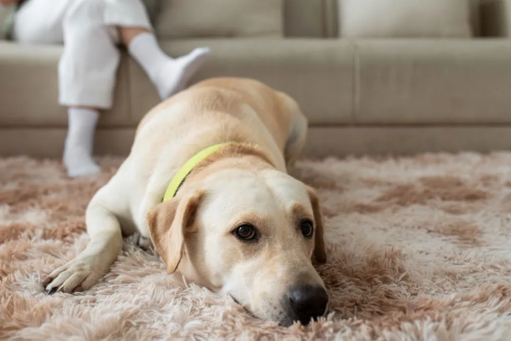 Pet odor removal from carpets in Yucaipa, CA